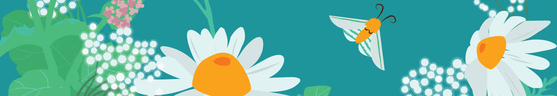 Illustration of chamomile flowers and other botanicals and a moth on a teal background. 