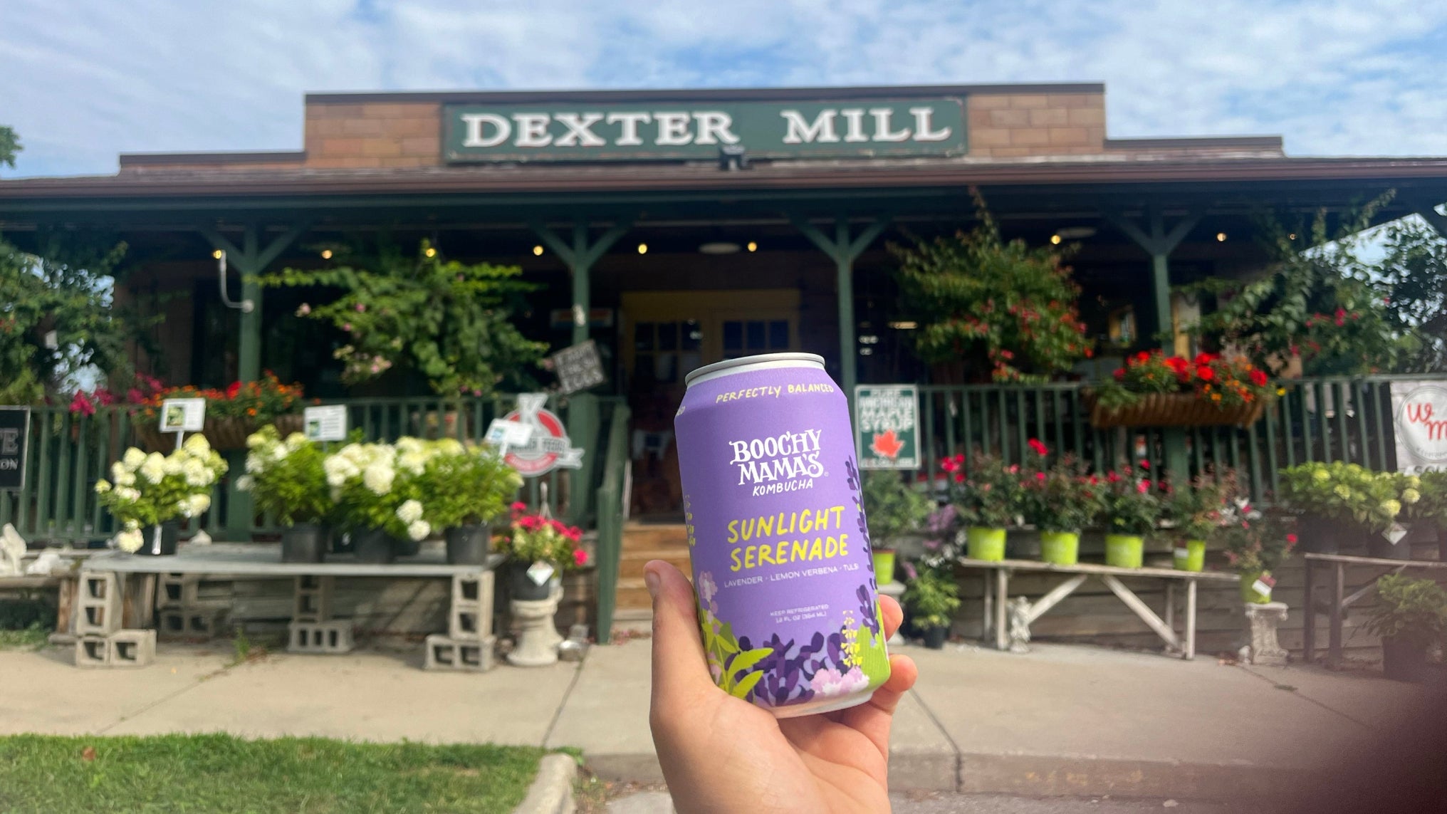 A purple can of Sunlight Serenade kombucha by Boochy Mama's Kombucha is held up in front of a storefront with lots of lowers and on the store sign it reads Dexter Mill. 